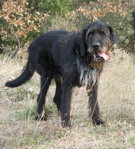 Urgent - SOLO - x grillon 12 ans - Spa Enclave des Papes à Grillon (84) Solo-271x300