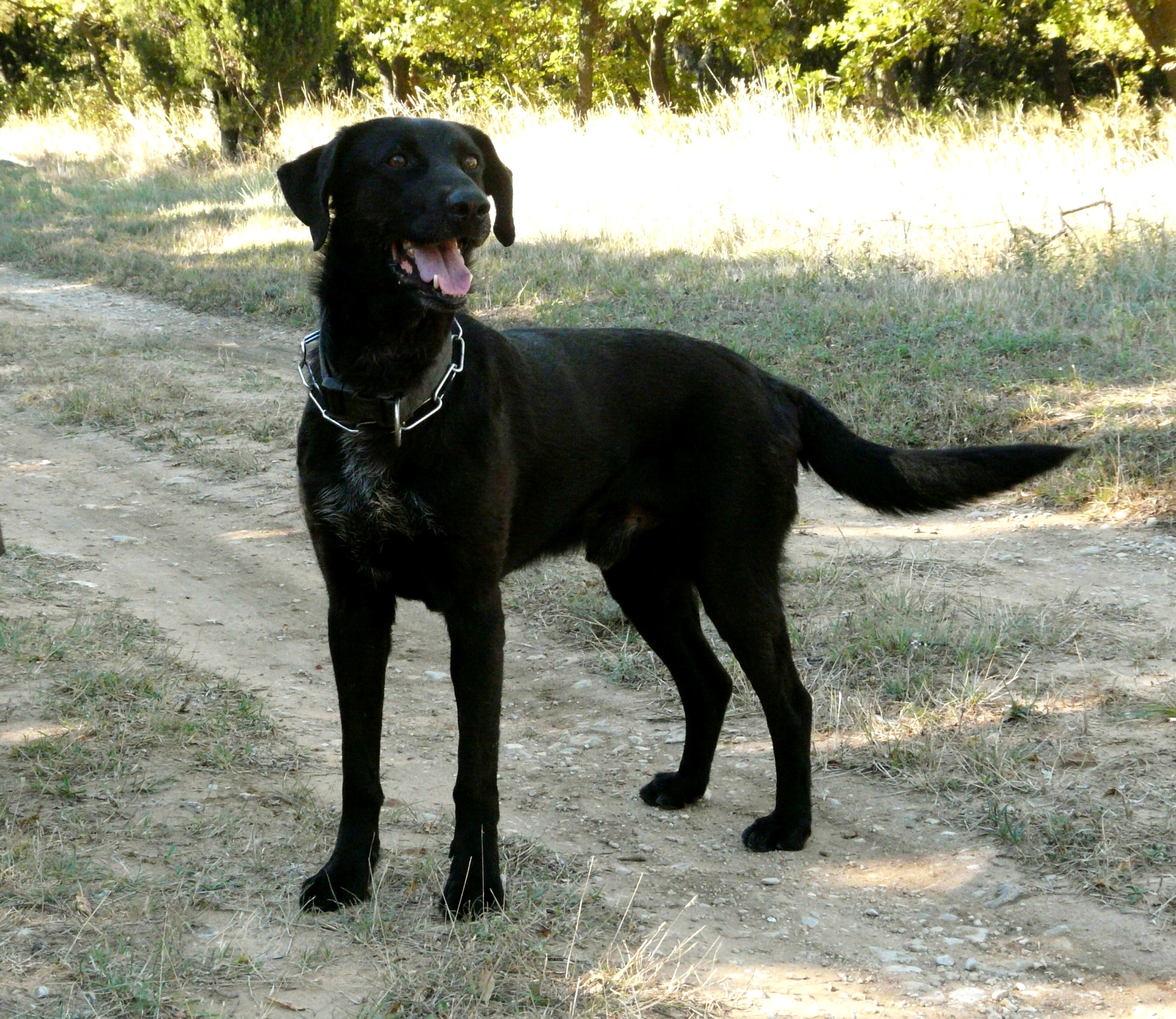 TEXAN Labrador 10 ans  -  SPA DE GRILLON (84) Texan