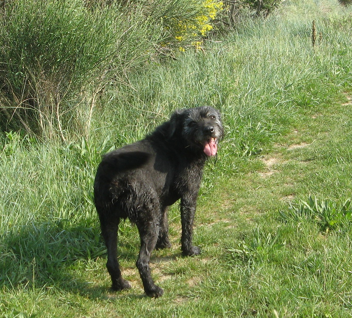 Urgent - JUNIOR - x griffon 13  ans - Spa Enclave des Papes à Grillon (84) Junior-en-balade1