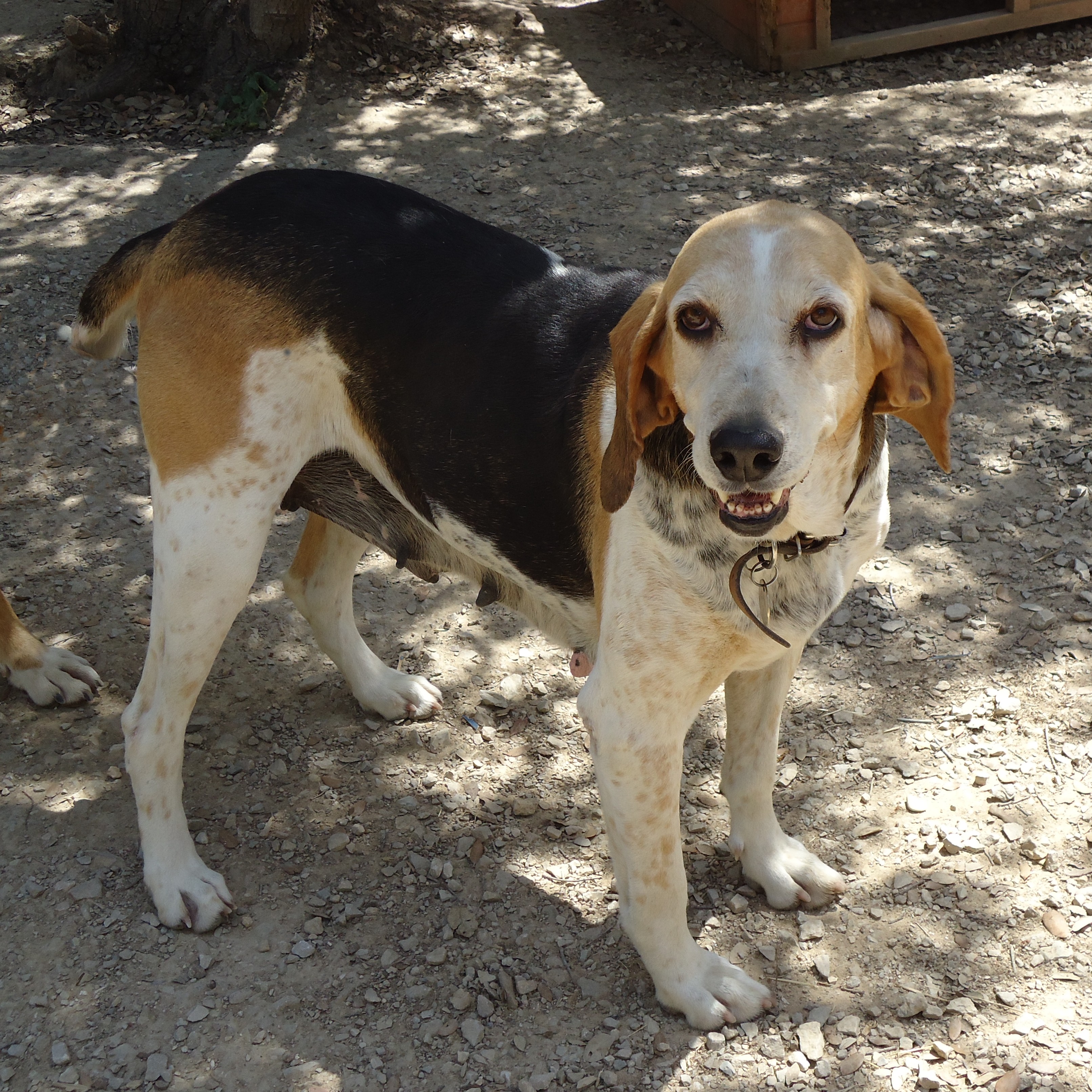 TOSCA - beagle ariegeoise 9  ans - Spa de l'Enclave des Papes à Grillon (84) Tosca