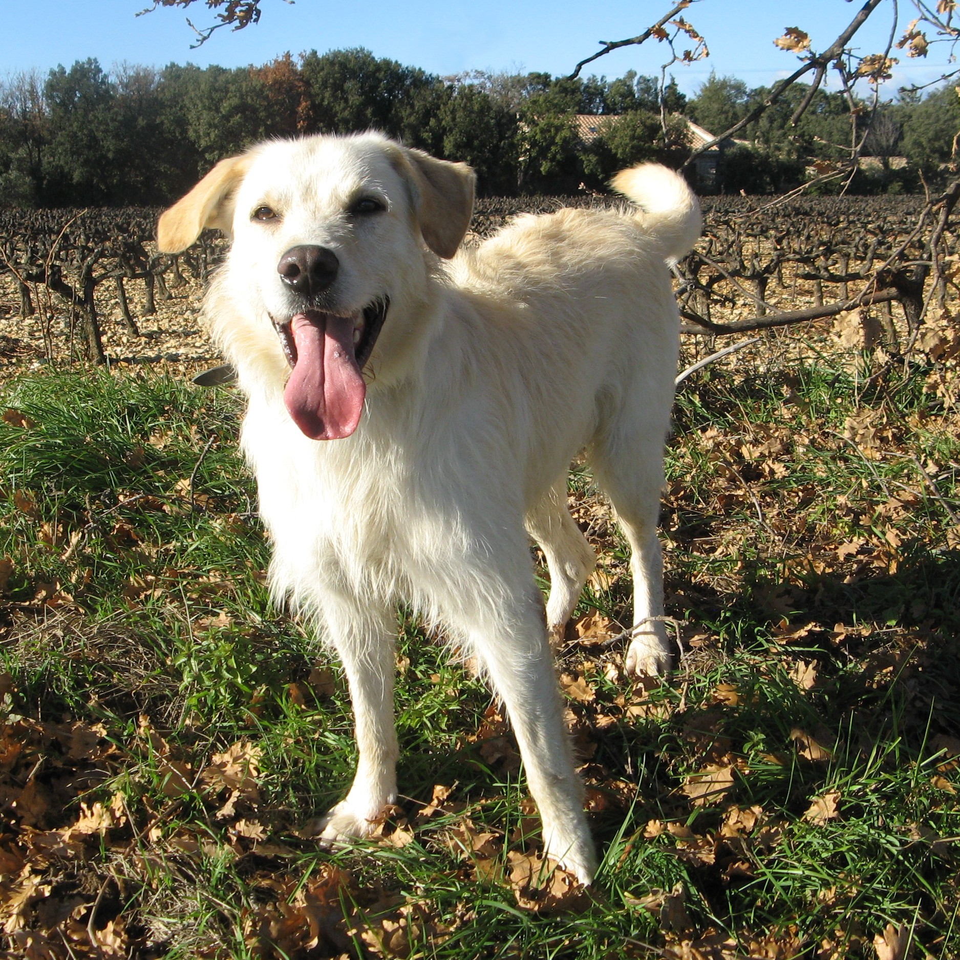 TILLO  -  croisé Labrador crème 9  ans  -  SPA  DE  GRILLON  (84) Dilo