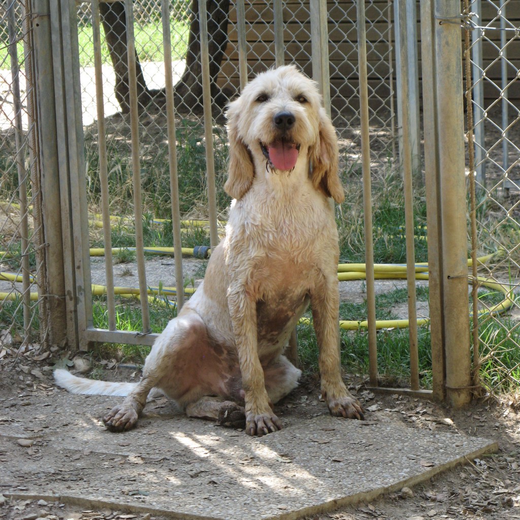 GASPARD  -  Griffon vendéen 7 ans (5 ans de refuge)  -  SPA  DE  GRILLON  (84) IMG_1736-e1469719551100-1024x1024