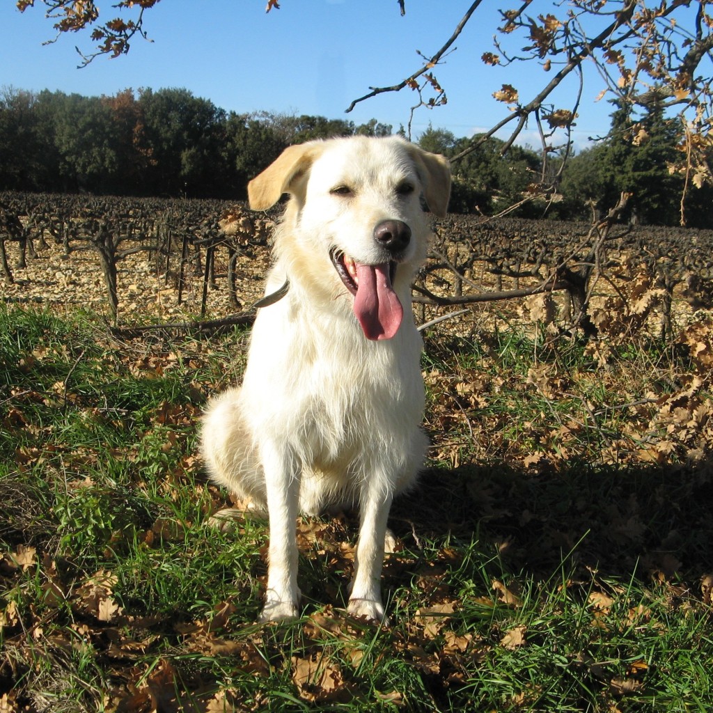 TILLO  -  croisé Labrador crème 9  ans  -  SPA  DE  GRILLON  (84) Tillo-1024x1024