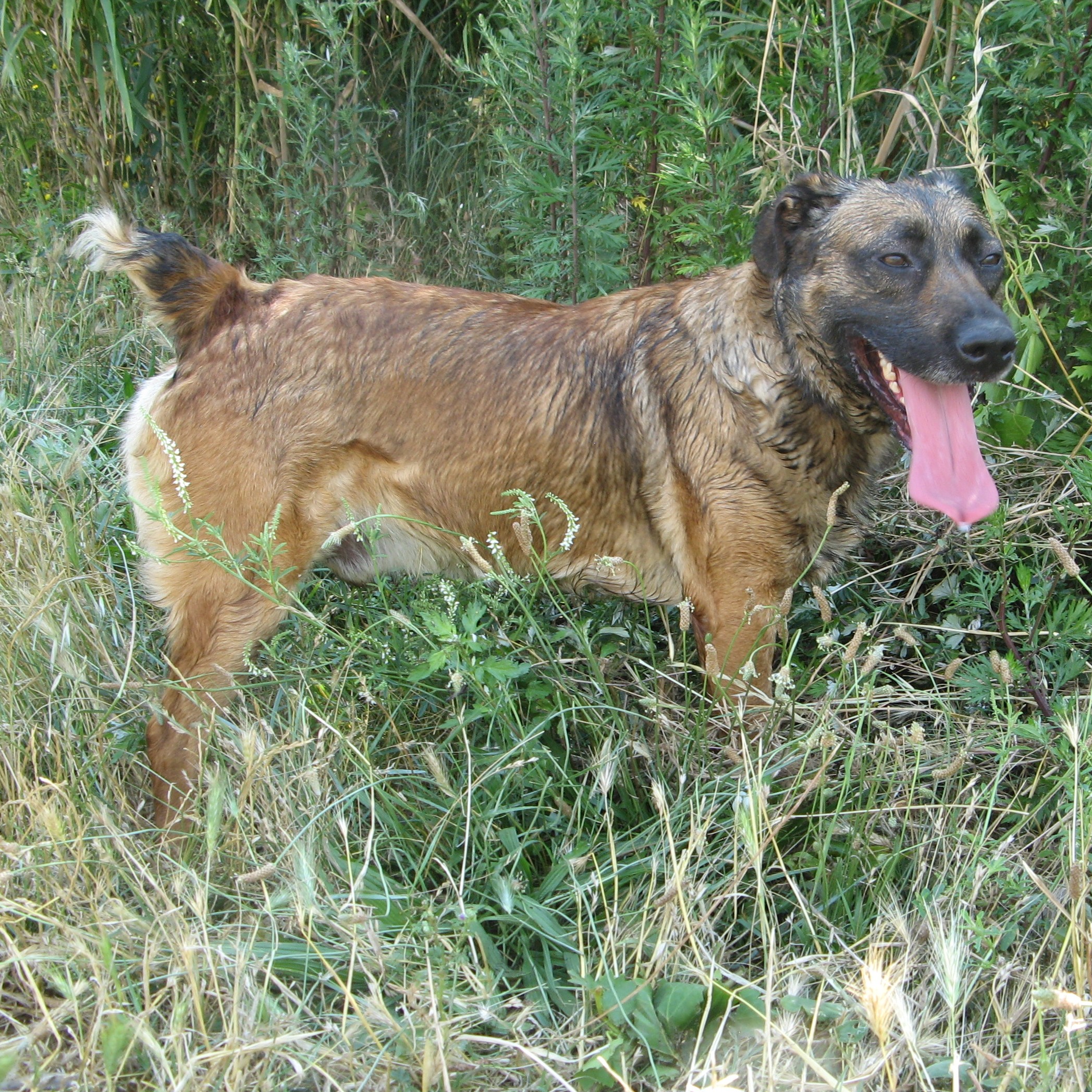 FAROU - 5 ans - (boiterie patte avant gauche)  Spa de l'Enclave des Papes à Grillon (84) Farou