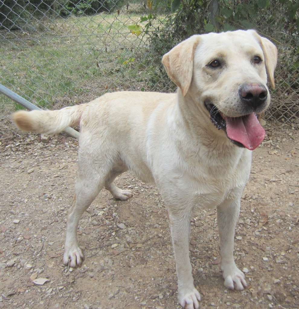 ERATO - labrador sable 10 ans (5 ans de refuge)  - Spa de l'Enclave des Papes à Grillon (84) Erato-e1446740862549-990x1024