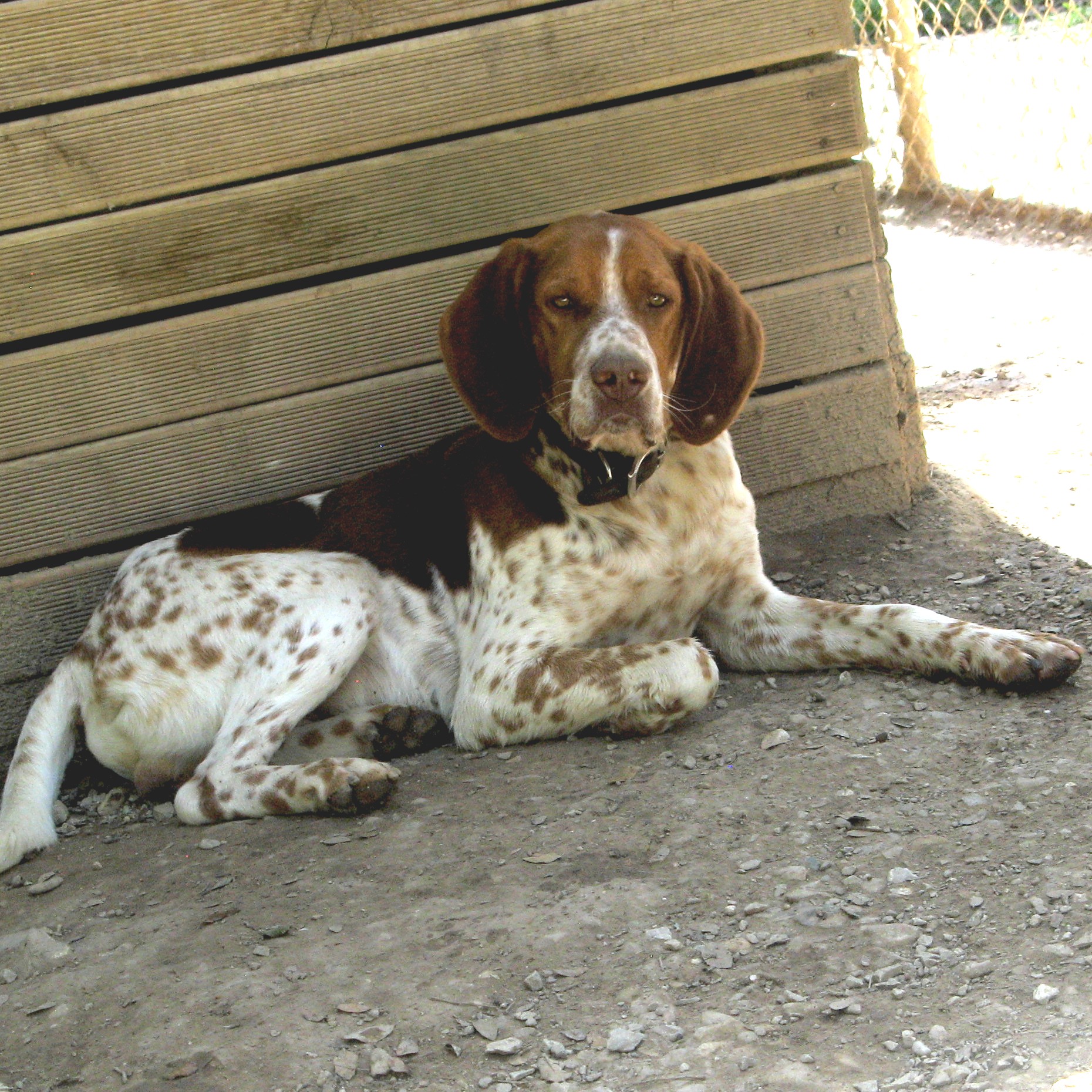 GAKY - epagneul  6 ans - Spa de l'Enclave des Papes à Grillon (84) Gaky-3