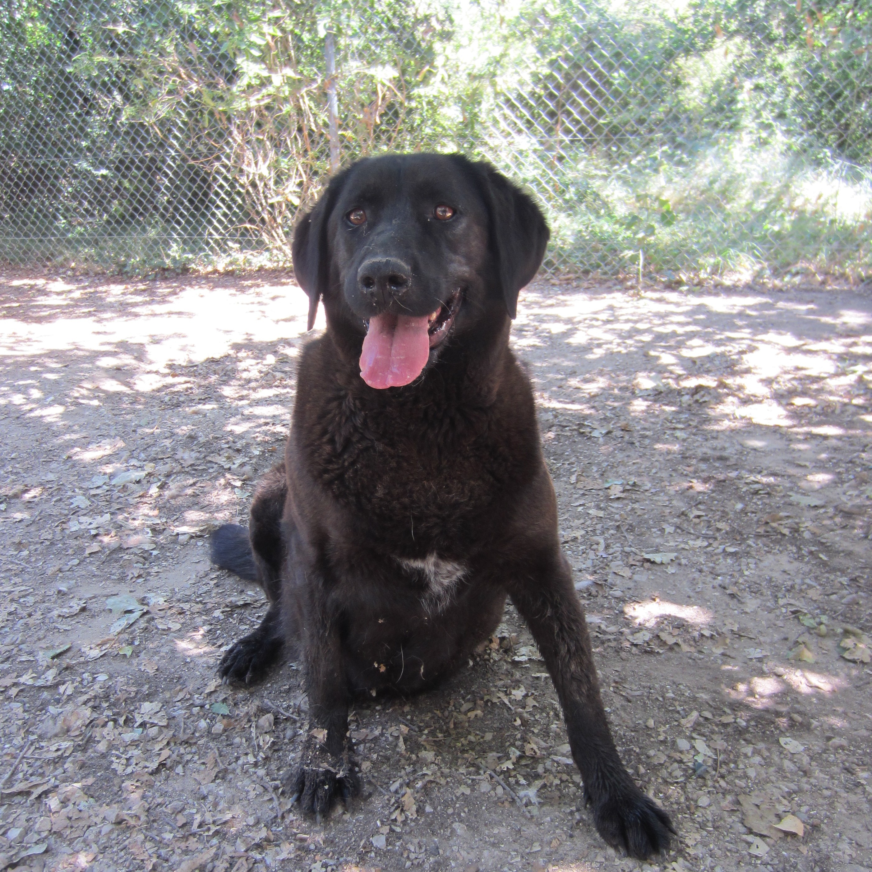 EVENE - labrador 11 ans - Spa de l'Enclave des Papes à Grillon (84) Haeven