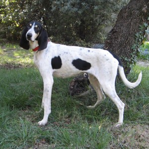 LASSIE - bleu de gascogne 7 ans - Spa de l'Enclave des Papes à Grillon (84) IMG_0407-300x300