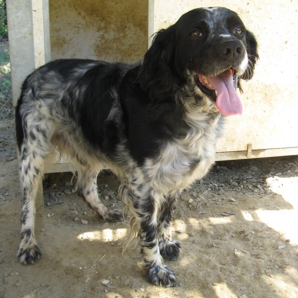 VEZA - epagneul français noir/blanc 5 ans - Spa de l'Enclave des Papes à Grillon (84) Veza-1024x1024