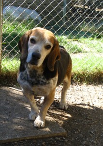 ARGUS - x beagle 11 ans   (9 ans de refuge) - Spa de l'Enclave des Papes à Grillon (84) Argus-3-213x300