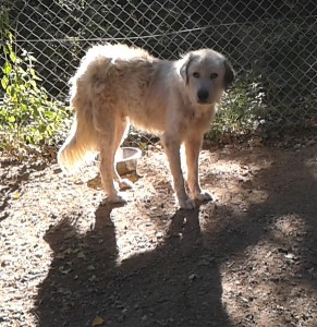 Sauvetage in extremis de 10 patous et une husky -  Spa de l'Enclave des Papes à Grillon (84) 20170807_092756-e1502555284730-291x300