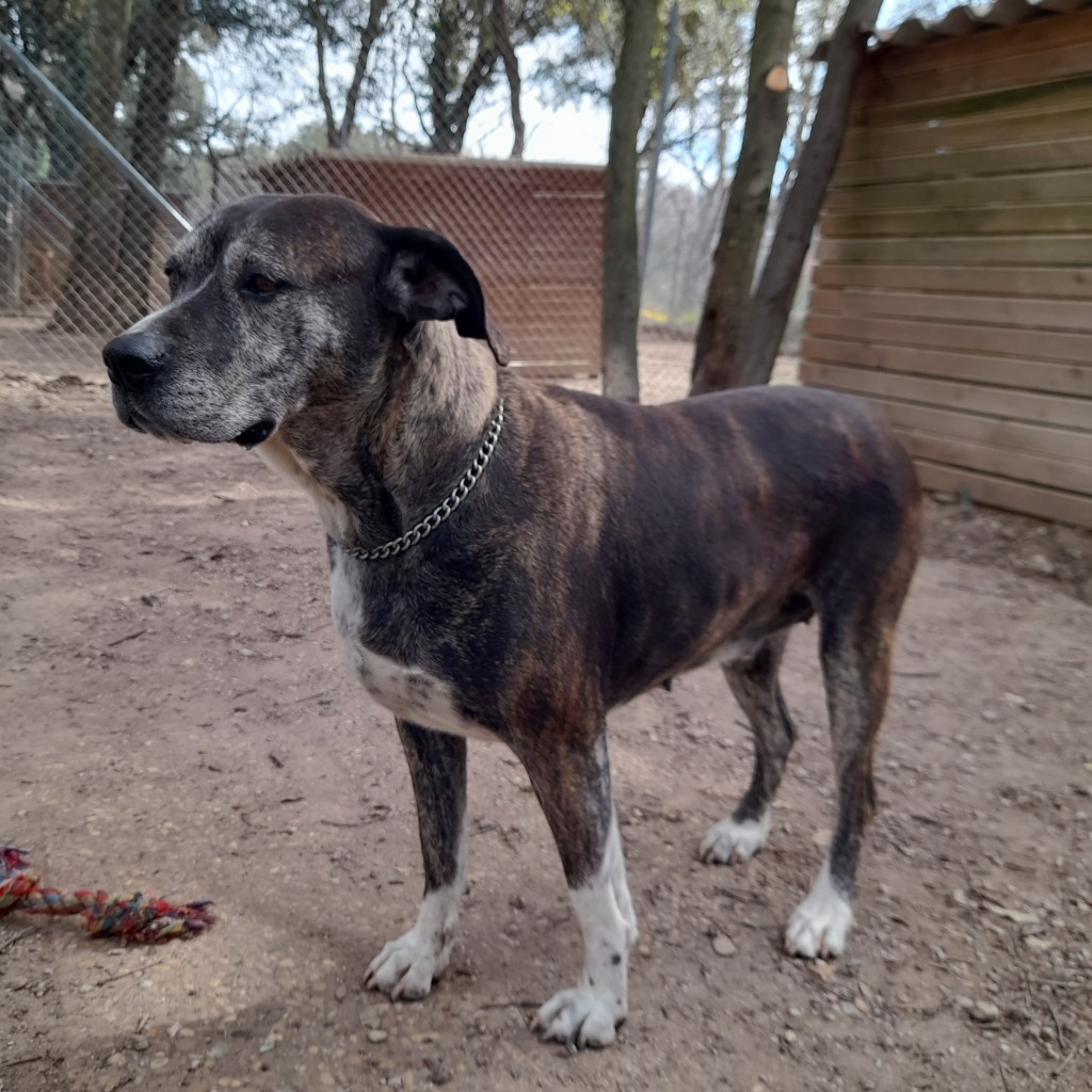 sos - PRINCESSE - x boxer 9 ans - Spa de l'Enclave des Papes à Grillon (84) 20210313_115512-1024x1024