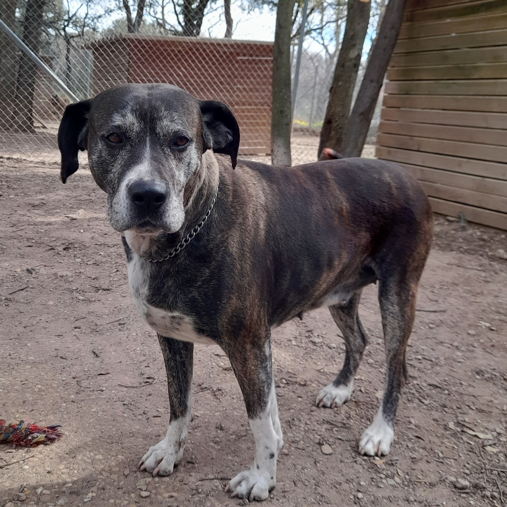 sos - PRINCESSE - x boxer 9 ans - Spa de l'Enclave des Papes à Grillon (84) 20210313_115516-1024x1024