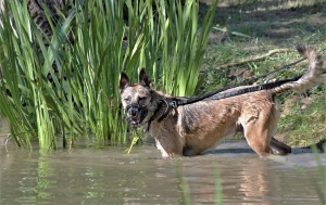 SIYAN Type berger allemand 8 ans (dont 4 de refuge) SLPA D'AMANCE (54) Siyan-et-corinne-16_08_20-5-300x189