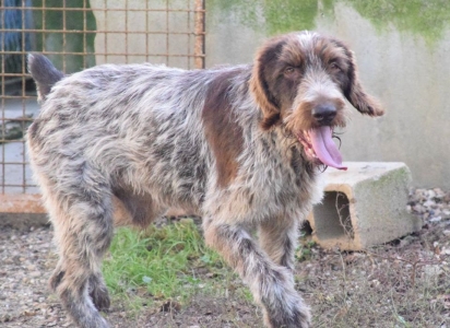 VAGABOND - griffon korthal 4 ans - Spa du Ramier à Montauban (82) 22afb1eb42348d187402c042cd7fadd33