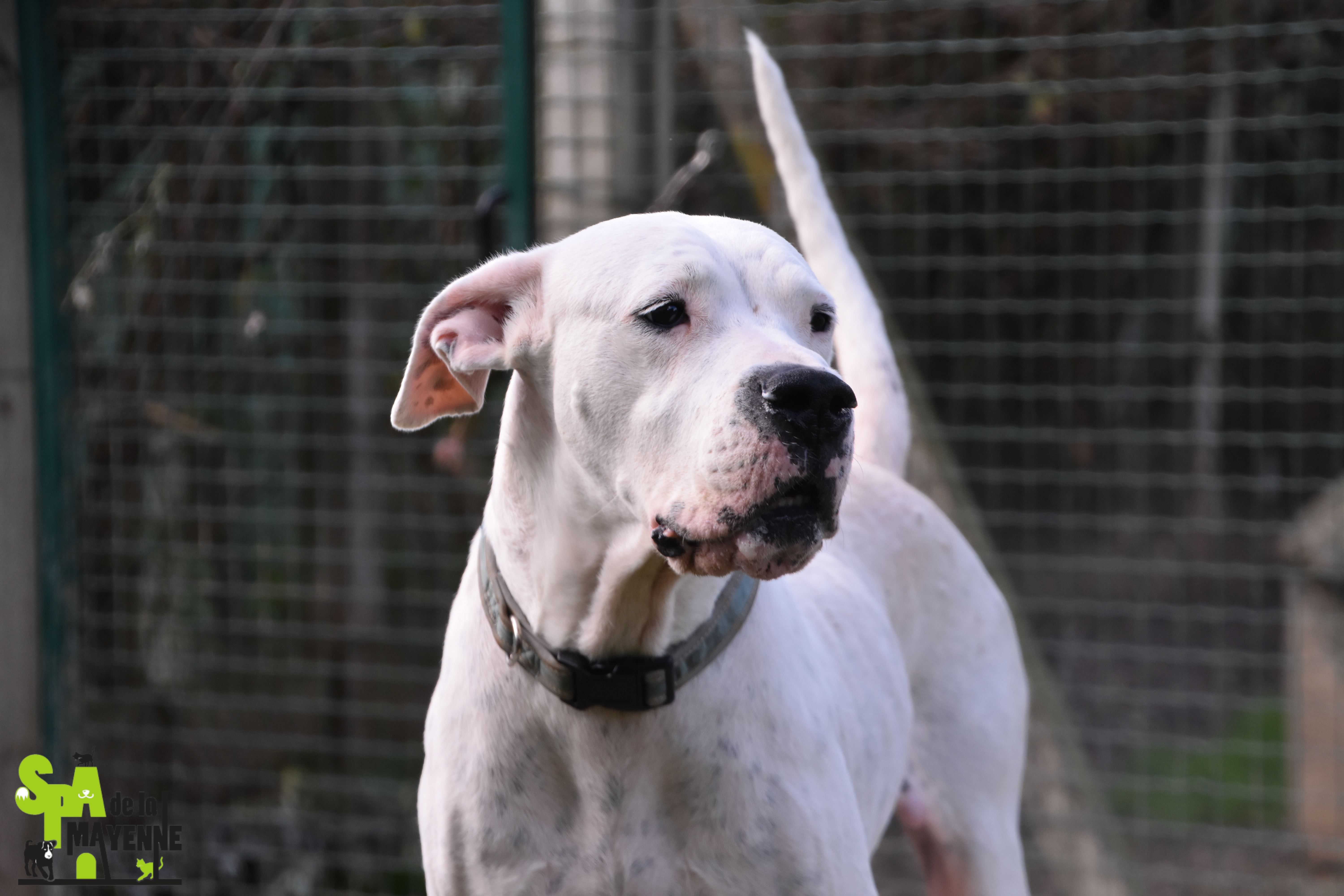 JAYA - dogue argentin 9 ans - Spa  de la mayenne à LAVAL (53)   Jaya3