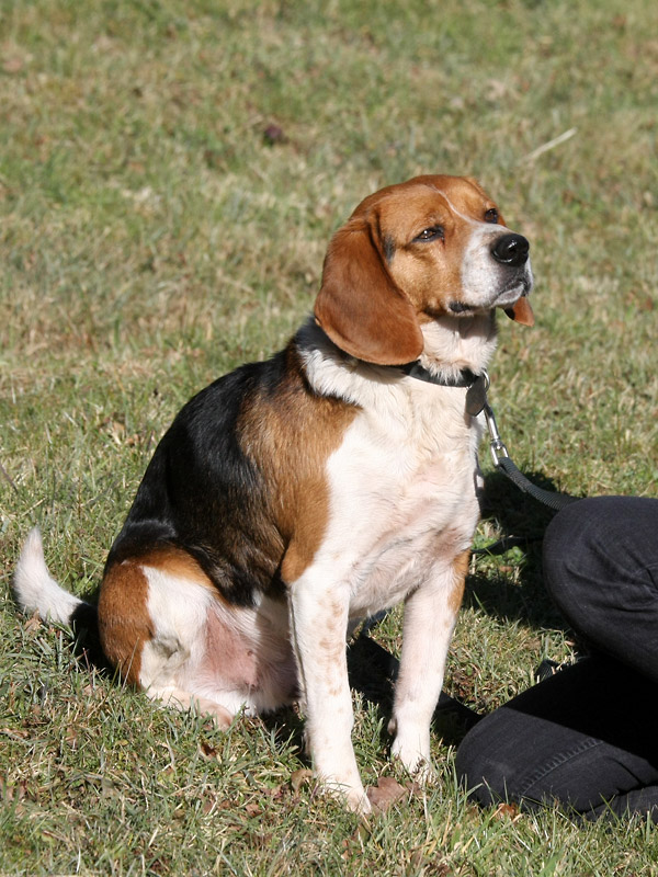 DIPp -  beagle 8 ans - Spa de Brive (19) IMG_3192