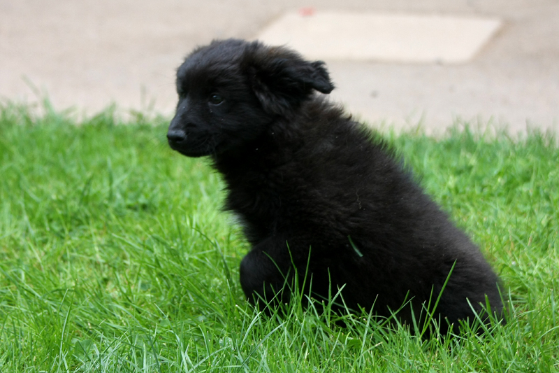 3 chiots border, dans le 19 3-CHIOTS