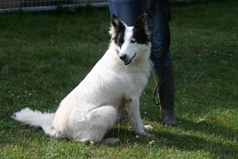 HEIDI, Femelle, 4 ans, dans le 19 HEIDI-FEMELLE-17-KGS-4-ANS