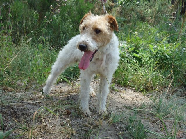 HECTOR - fox terrier 1 an - Spa du 47 à Agen (47) HECTOR2_640x480