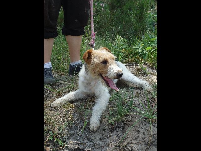 HECTOR - fox terrier 1 an - Spa du 47 à Agen (47) HECTOR4_640x480