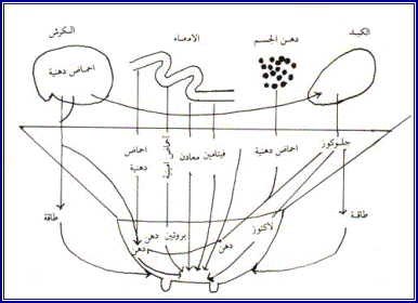 الرقابة الصحية علي الالبان............1 Image003