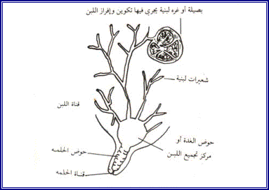 الرقابة الصحية علي الالبان............1 Image004