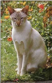 كل أنواع القطط All Kinds Of Cats Image002