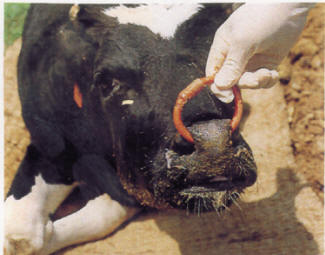 الباستريلا عند الأبقار Bovine Pastorelloss    Image1