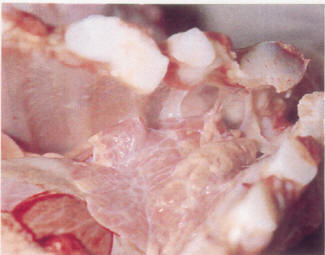 الباستريلا عند الأبقار Bovine Pastorelloss    Image2