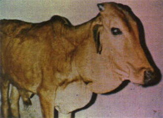 الباستريلا عند الأبقار Bovine Pastorelloss    Image3