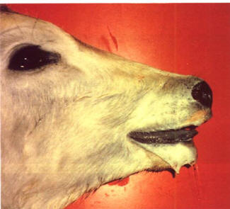 الباستريلا عند الأبقار Bovine Pastorelloss    Image4