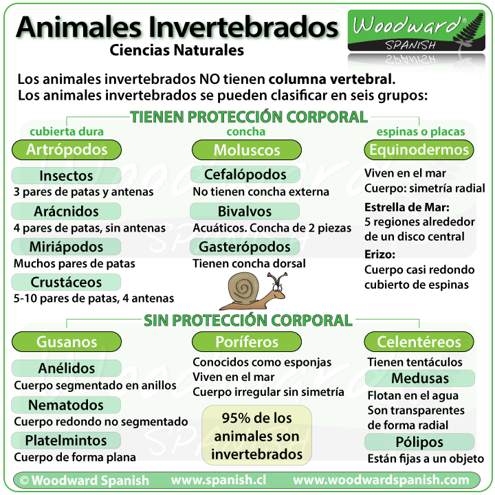 Animales invertebrados: características y clasificación Animales-invertebrados-clasificacion