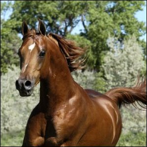 Arabian Horse Herd Pick and Play ValPacha_2000cs_s