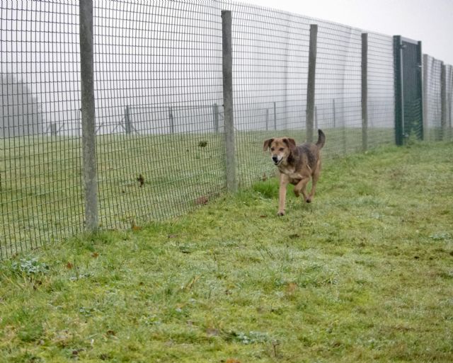 ARAM - x beagle 10 ans - Spa de Malguenac rès de Pontivy (56) 20181227-1dr62tflmloe0ez98jln