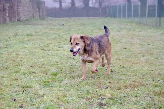 ARAM - x beagle 10 ans - Spa de Malguenac rès de Pontivy (56) 20181227-hy94sghwfjszene6o43m