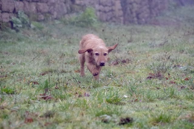 BALTHO - x basset/fauve de bretagne 5 ans - Refuge de Malguenac près de Pontivy (56) 20181229-f862dbr7nrpxz0opw3zj