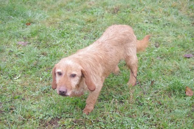 BALTHO - x basset/fauve de bretagne 5 ans - Refuge de Malguenac près de Pontivy (56) 20181229-zwo4wpz7uulcvajtgsil