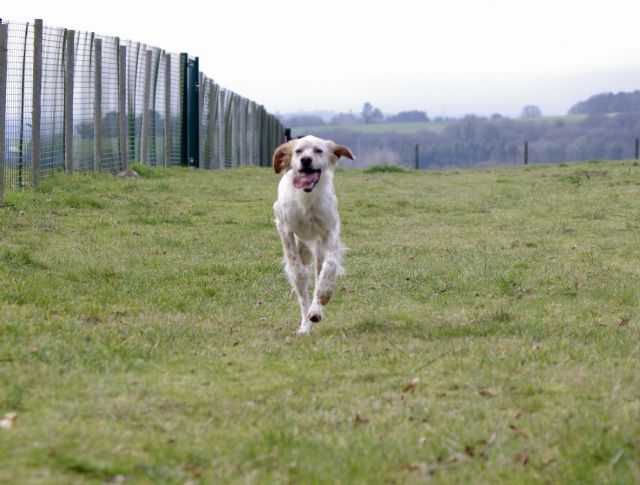 BELLA - setter anglais 3 ans - Refuge de Malguenac (près de Pontivy) 56 2017313-6xvr42hwdhfnpzeflsp0