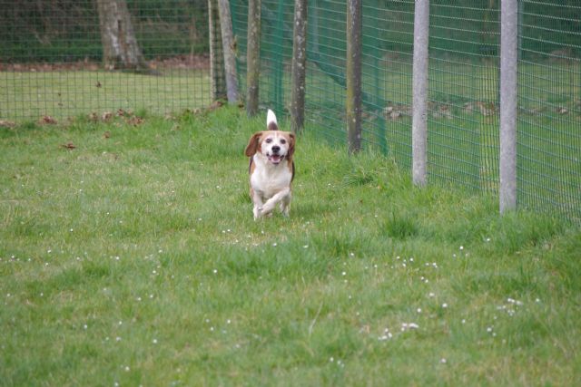 BORIS - beagle 6 ans - Refuge de Malguenac (près de Pontivy)  56 2017411-phfbom3hy3z80kz17d0u