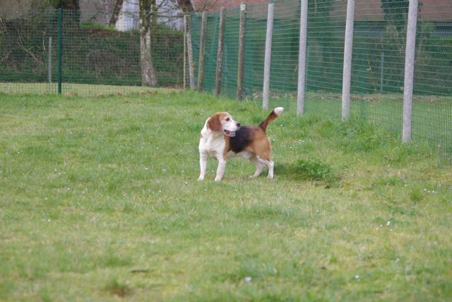 BORIS - beagle 6 ans - Refuge de Malguenac (près de Pontivy)  56 2017411-zwp4wqz7vulcvajtgsil