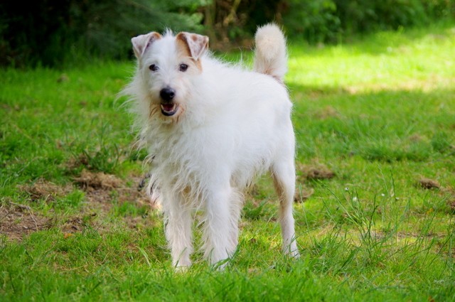 PIPp, croisé épagneul de 2003  - spa Pontivy (56).... adopté par urask   -  nous a quitté   IMGP2704