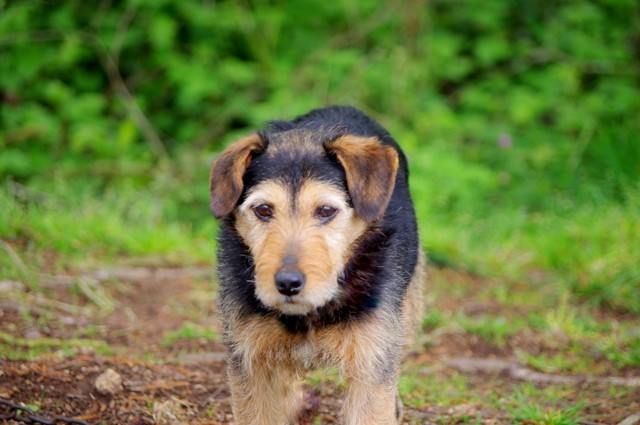 DARIO - x fox terrier 10 ans - Refuge de Malguenac (56) IMGP9947