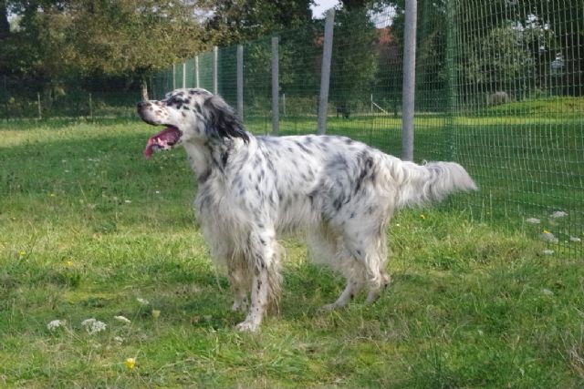 GOLIATH - setter anglais 10 ans - Refuge de Malguenac près de Pontivy (56) 20211022-frhk3kso2zetb63amwb4