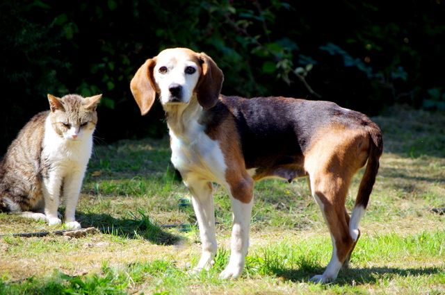 LINA - x beagle 8 ans - Refuge de Malguenac (56) 2015810-liaoiblsgg8ygw6f3e58