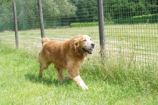 OLFI - golden retriever 6 ans - Refuge de Malguenac près de Pontivy (56) 2018620-da3ha5dk99zq0ox8u7wz