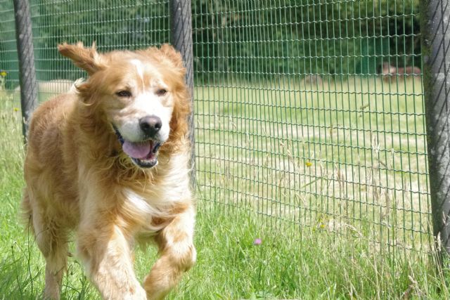 OLFI - golden retriever 6 ans - Refuge de Malguenac près de Pontivy (56) 2018620-q3guqj5bbad4y4oxx9ac