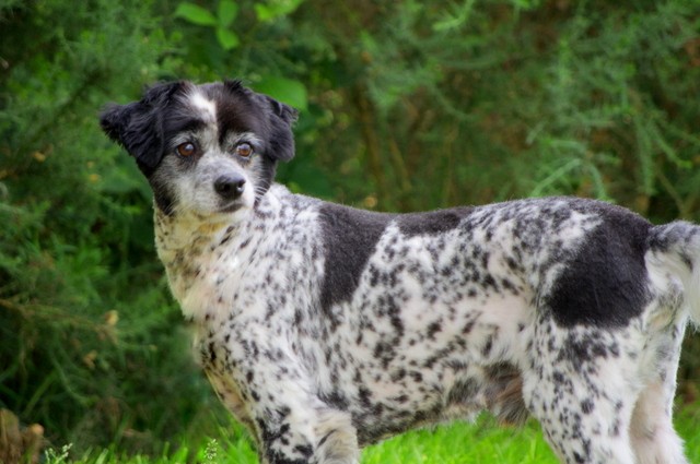 PIPp, croisé épagneul de 2003  - spa Pontivy (56).... adopté par urask   -  nous a quitté   IMGP2648