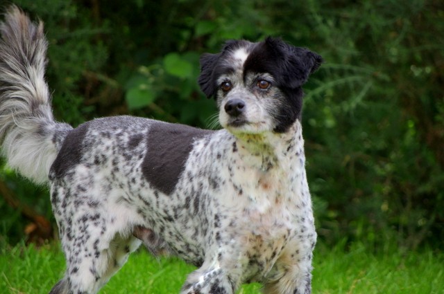 PIPp, croisé épagneul de 2003  - spa Pontivy (56).... adopté par urask   -  nous a quitté   IMGP2659