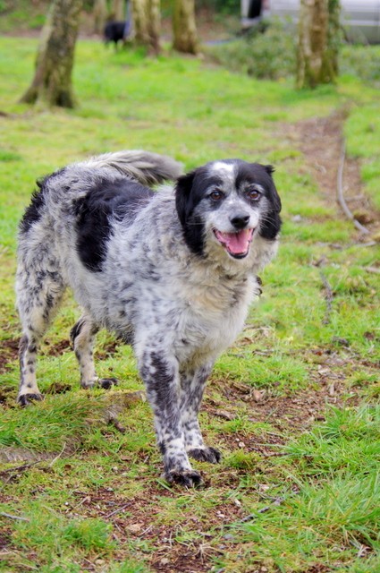 PIPp, croisé épagneul de 2003  - spa Pontivy (56).... adopté par urask   -  nous a quitté   IMGP5543